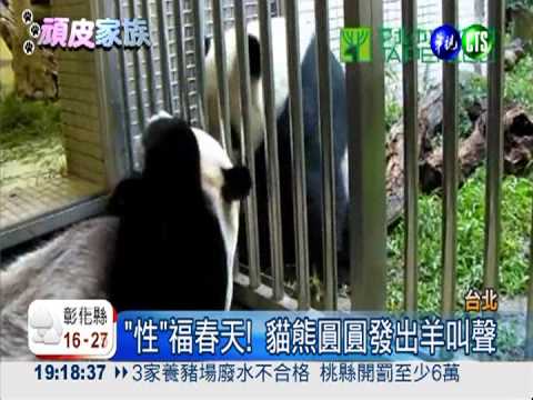 "性"福春天! 母貓熊圓圓發情中