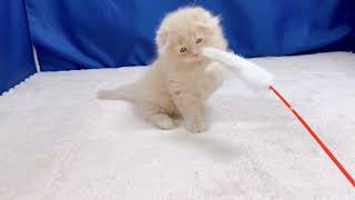 スコティッシュフォールドの動画01