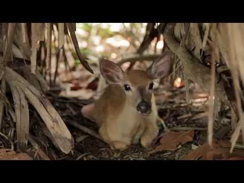 download lagu mp3 mp4 Baby Key Deer, download lagu Baby Key Deer gratis, unduh video klip Baby Key Deer