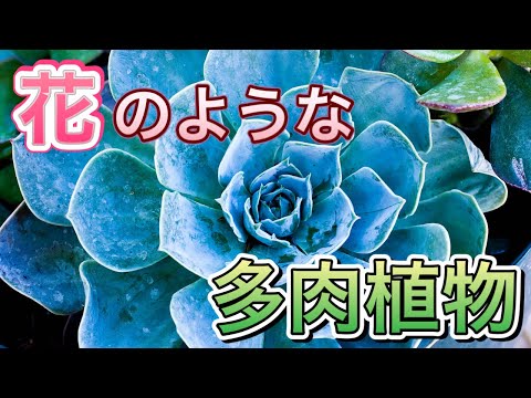 園芸 エレガントなエケベリア