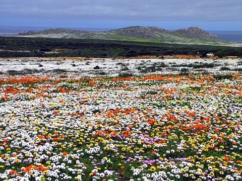 Flowering Desert of South Africa , Namaqualand, Northern Cape