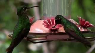 preview picture of video 'Monteverde hummingbirds'