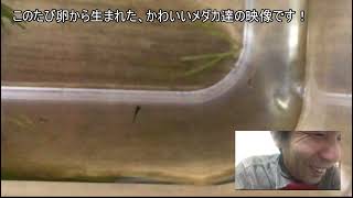 卵からメダカの稚魚(針子)が生まれたのだ！そう！獰猛にね！