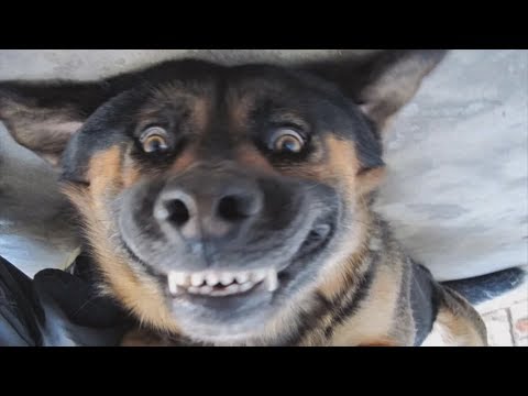 DOGS SMILING FOR CAMERA Compilation
