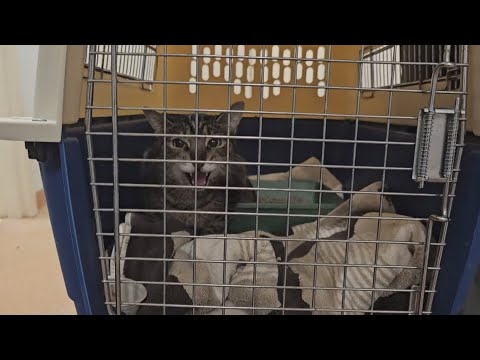 Eddie the Cat on his way to Texas - YouTube