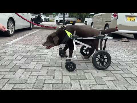 4輪の犬用車椅子に試乗中のラブラドール・レトリーバー