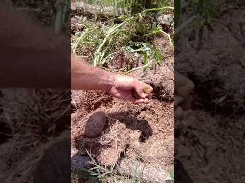 Harvesting potatoes from a Ruth Stout garden bed