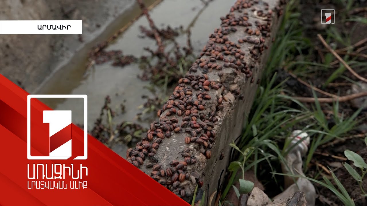 Անհայտ միջատները գրոհել են Երասխահունի դաշտերն ու այգիները