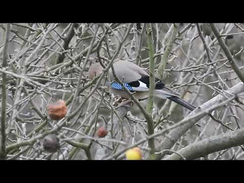 Kreja ili sojka ptica