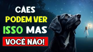 14 Coisas incríveis que seu cachorro consegue ver, ouvir e sentir E VOCÊ NÃO!