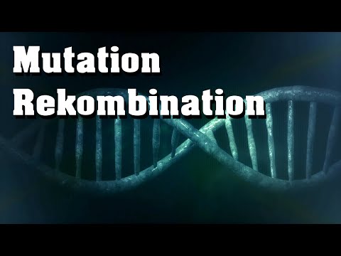 Evolution: Mutation, Rekombination, genetische Variabilität