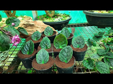 , title : 'African Violet Propagation| Saintpaulia|Nilgiri Garden Nursery'