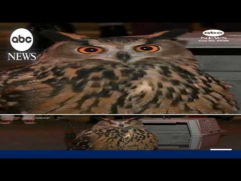 Flaco, the escaped NYC owl, gets tribute in new documentary