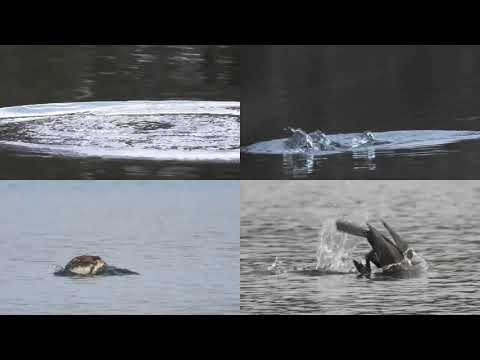 2020 03 07 tauchende Vögel