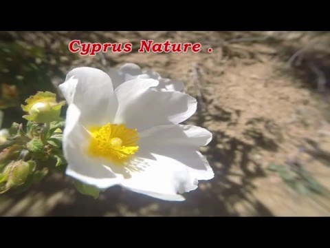 Cistus salvifolius (Shrub)-- Ξυσταρκά -  White flowers .