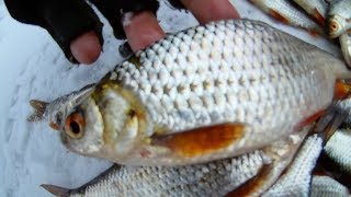 Ловля плотвы зимой на мормышку секреты