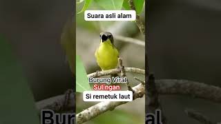 Download lagu Pancingan Rembetuk Laut/Sulingan #kicaumania #burungviral #kicauanburung #kicauharian #rembetuklaut mp3 Download lagu Pancingan Rembetuk Laut/Sulingan #kicaumania #burungviral #kicauanburung #kicauharian #rembetuklaut mp3