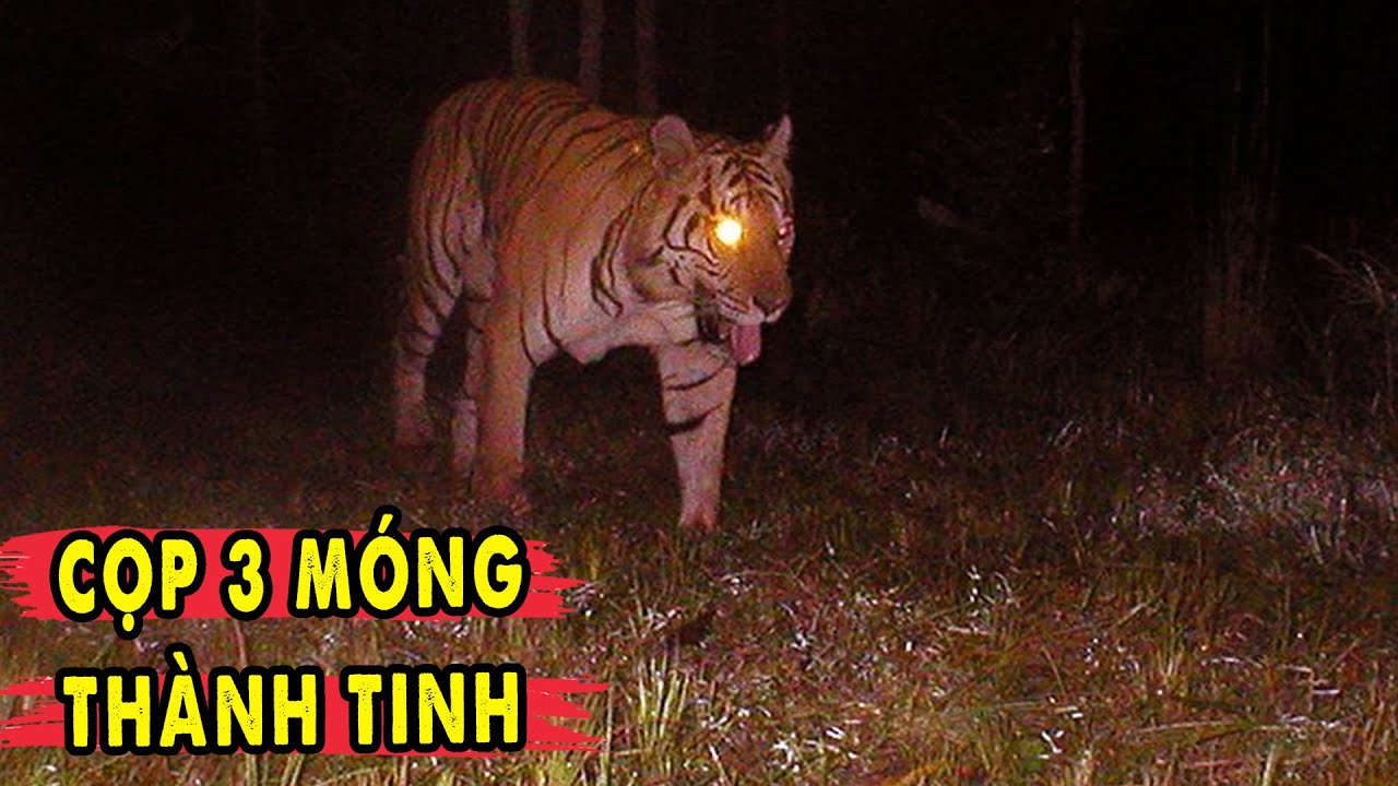Cọp 3 Móng Khoái Khẩu Món Thịt Người Rừng Mã Đà