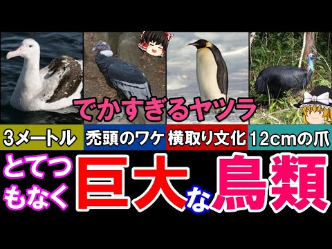 IUCN分類における絶滅の危険性を示す図。