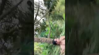 Download lagu Intan aninda pegang ayam #shorts mp3