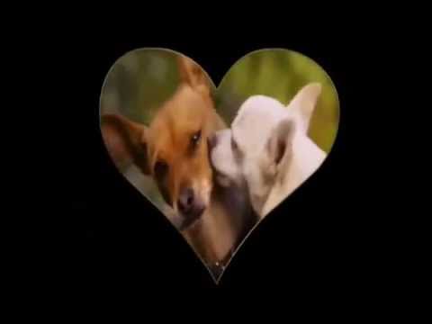 Beverly Hills Chihuahua 2 Music Video Chihuahua