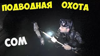 Сом днем выспится а ночью выходит на охоту