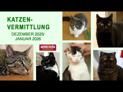 Cat adoption - December 2025/January 2026 (Animal Shelter Hannover TV)