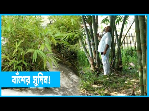 বাঁশ চাষের পরিধি বাড়াতে কঞ্চি থেকে বাঁশের চারা উৎপাদন