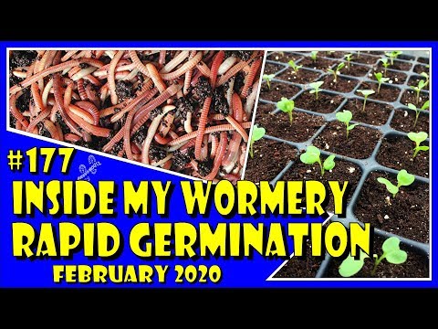 MuddyBootz Allotment #177 - Inside my Wormery - Brassica Rapid Germination