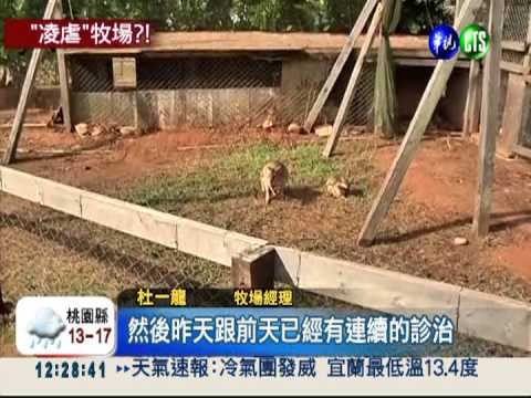 袋鼠嘴角掛彩 天馬牧場又出包!