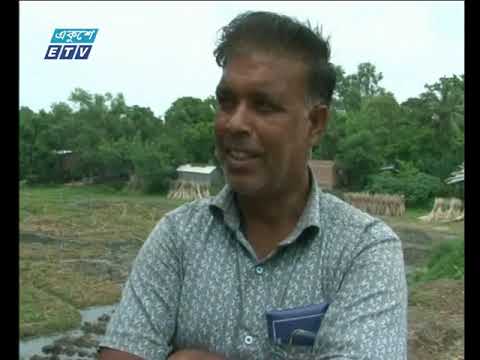 কম দামে পাট বিক্রিতে বাধ্য হচ্ছেন চাষীরা