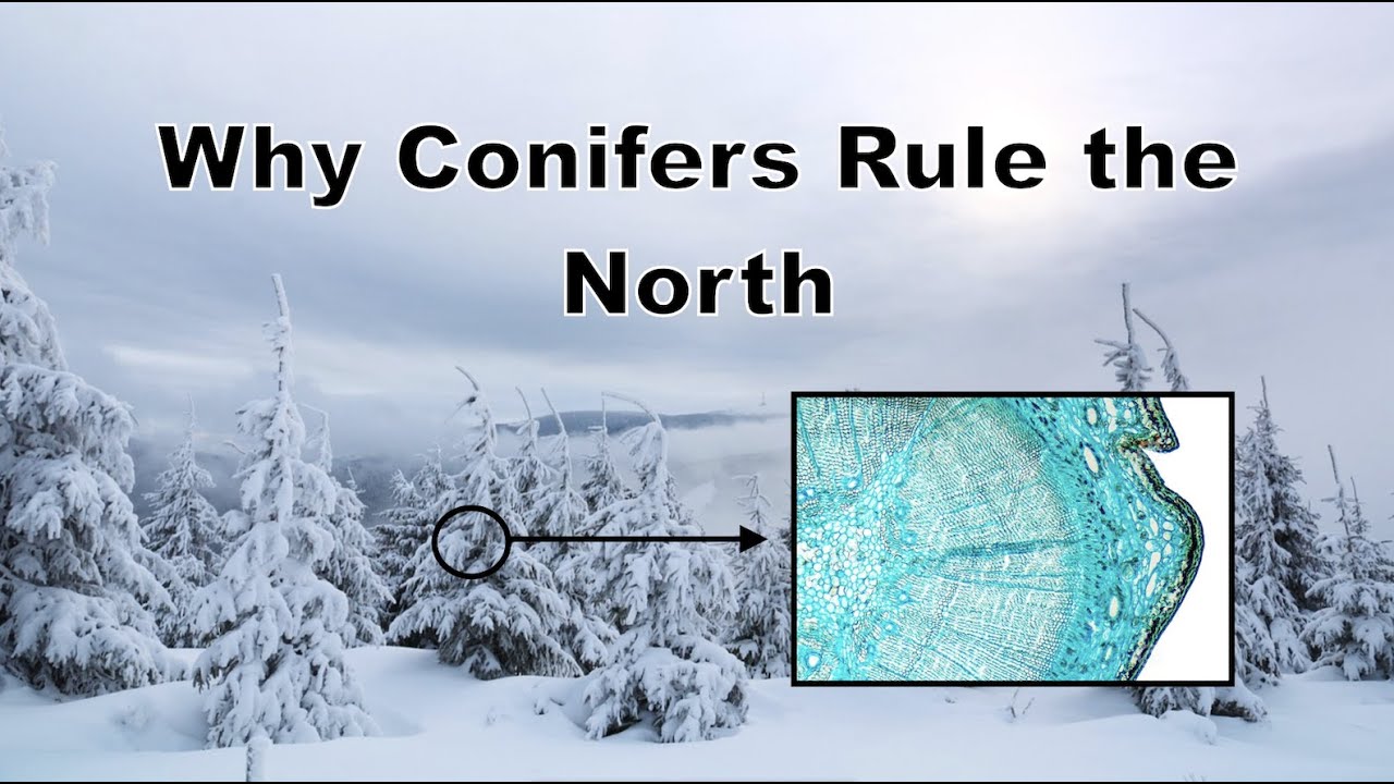 Why Do Conifers Rule the North?
