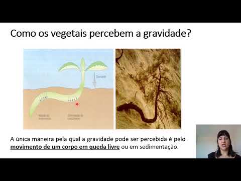 Plant Physiology - Plant Hormones - Auxins