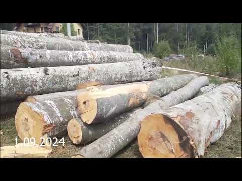 Continuarea dezastrului din Parcul Natural Bucegi, pădurea de la Căminul Alpin