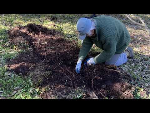 Gathering Root with John: Part 1 - In search of Spruce Root