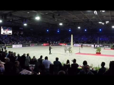 Bebars El Farida @ Salon Du Cheval 2016