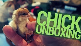 Heartland Hatchery Chick Unboxing