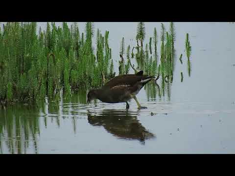 180812#12   Moorhen