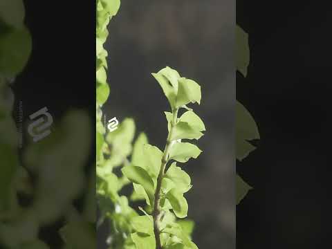 Finding Art on a Rainy Day | Cinematic Short #rain #weather #asmr #nature #cinematic