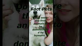 Dogs were the first animals to  be domesticated  by humans...#shorts.