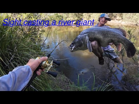 Sight casting giant wild river Murray cod. ( fishing Australia). 