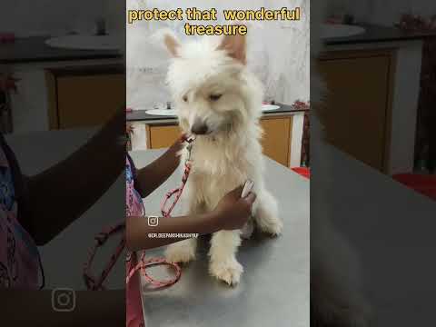 value your best friend 😍 #dogs #doghealth #veterinary #veterinarydoctor