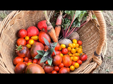 Our garden is fighting for survival – heat horror during growth!