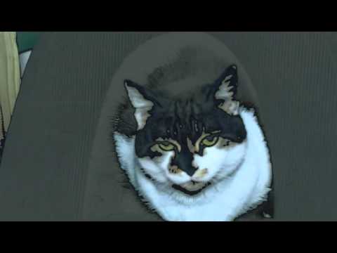 Hypes - Scaredy Cat Ft Mez (RE-UPLOADED)