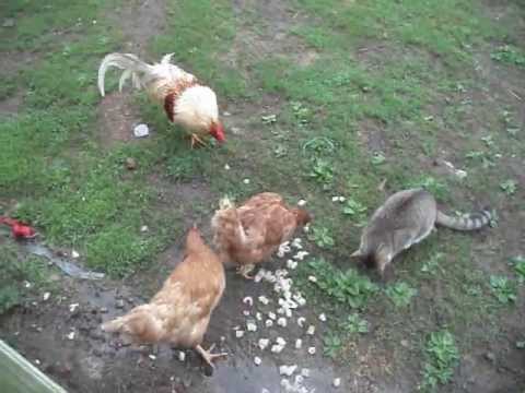 cat and chickens get along