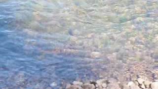 preview picture of video 'Bull Shoals Dam Arkansas |  Brown Trout Feeding In Shallow Water on the White River'