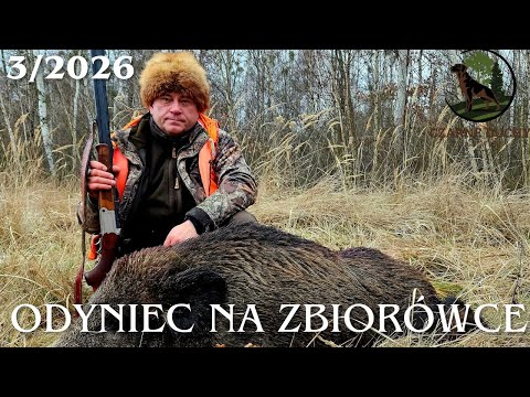 Jelenie na pokocie i Dziki też. Driven Hunt in Poland wildboars. CZARNE DUCHY ZNAD WISŁY 3/2026