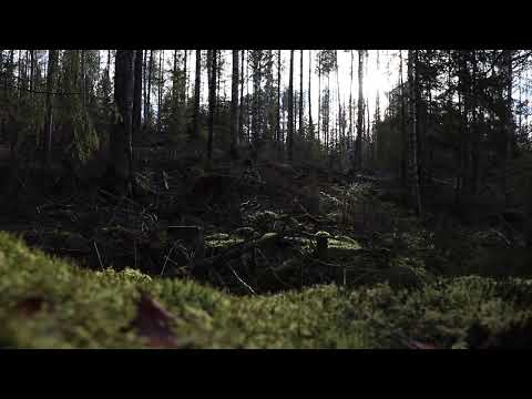 Kalevi - Räppiveljen Blues ( Lo-fi | 2022 | tuot. Olpek )