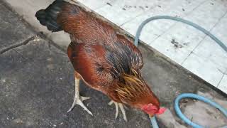 กิจกรรมยามเช้า  ปล่อยไก่