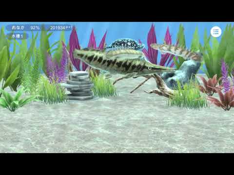 My ancient fish Aquarium Video